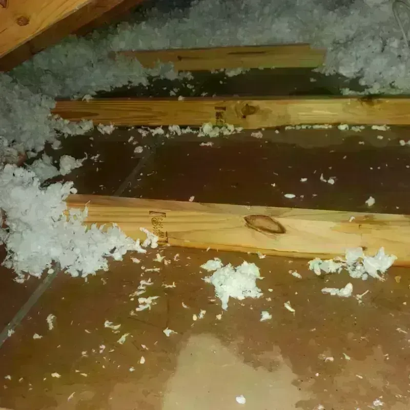 Attic Water Damage in Sitka City and Borough, AK